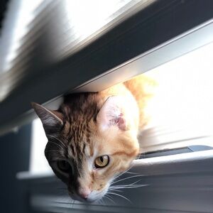 Meet your Posher, Sheridan